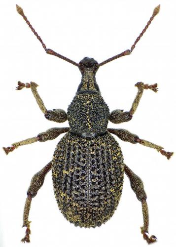 Otiorhynchus intrusus